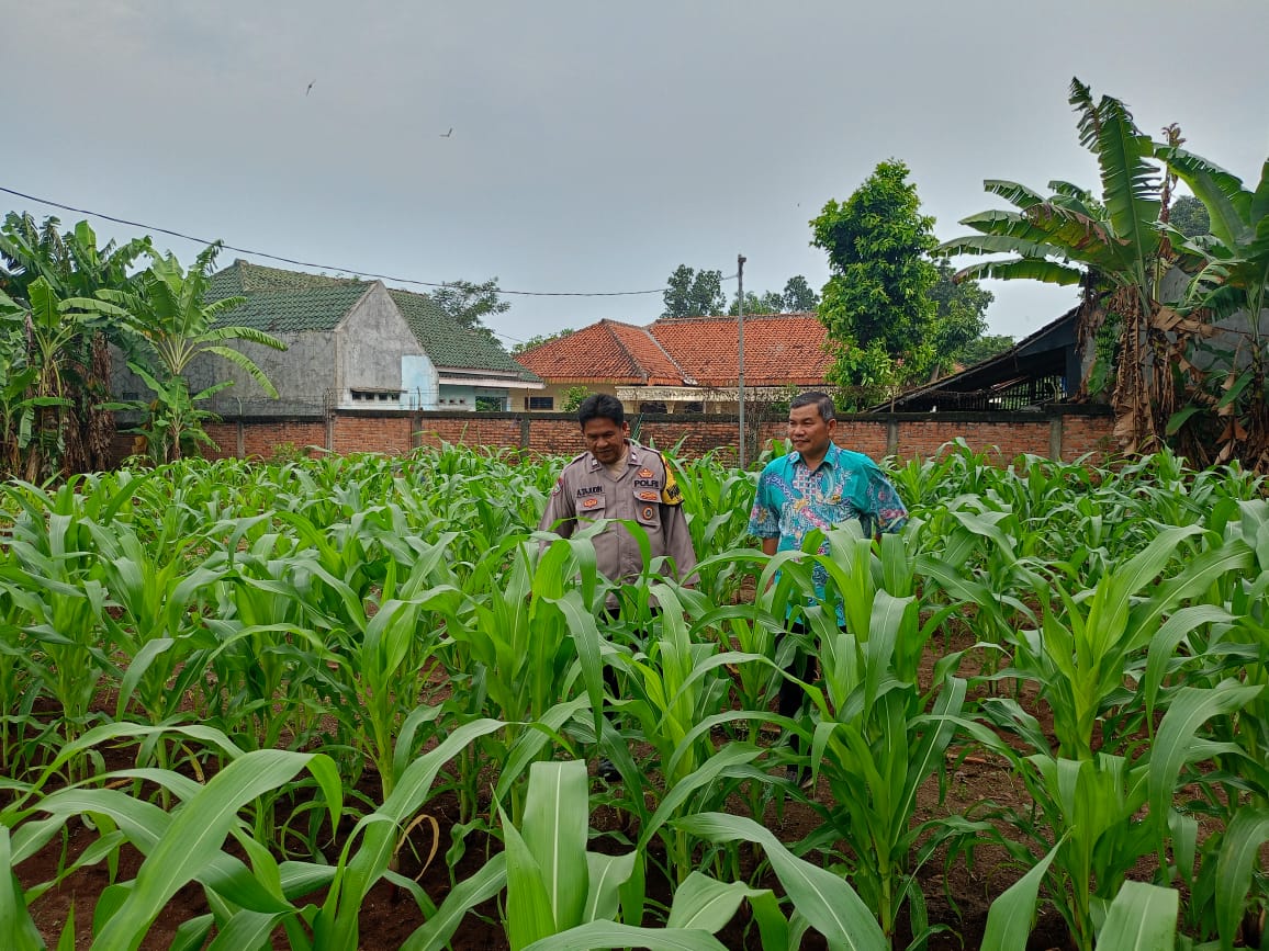 Dukung Program Ketahanan Pangan Nasional, Polsek Telagasari Ikut Serta Dalam Upaya Budidaya Jagung Hibrida