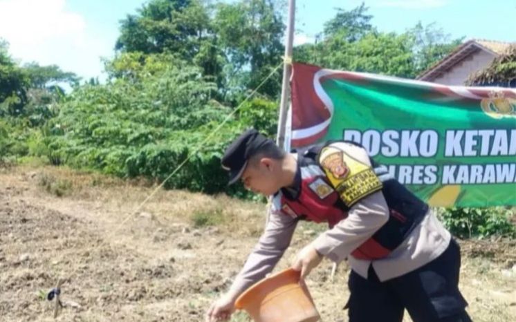 Bhabinkamtibmas Polsek Banyusari Bersama Petani Monitoring Pertumbuhan Tanaman Jagung