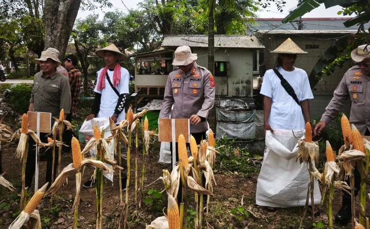 Polsek Jatisari Polres Karawang Pantau Pertumbuhan Jagung di Wilayah Hukum Jatisari