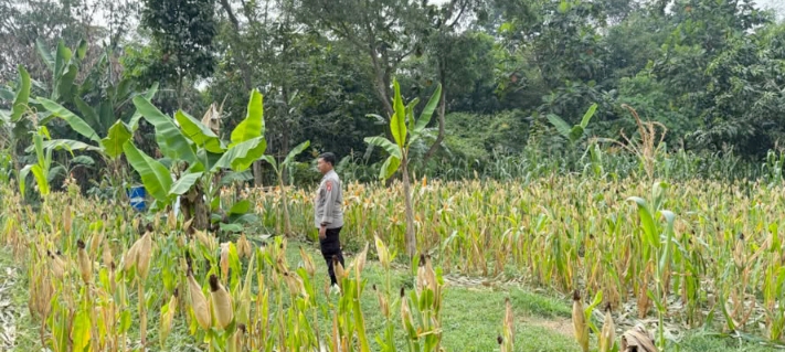 Sukseskan Swasembada Pangan Nasional, Personel Polsek Telukjambe Barat Tinjau Tanaman Jagung