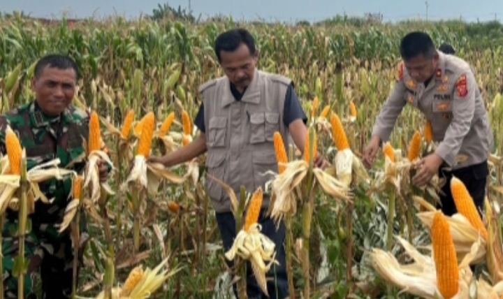 Kapolsek Klari, Danramil dan Camat Klari Fokus Dukung Program Swasembada Pangan Nasional 2026