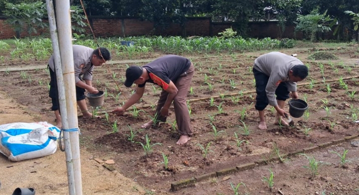 Satreskrim Polres Karawang Bersama Personil Polsek Telagasari Tanam Jagung Hibrida