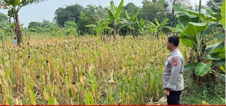 Gaungkan Program Ketahanan Pangan, Polsek Telukjambe Barat Lakukan Penanaman Jagung