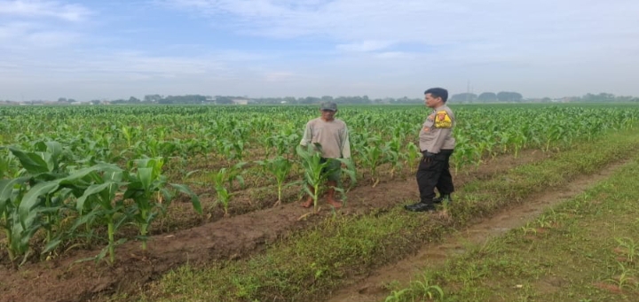 Gaungkan Program Ketahanan Pangan, Polsek Jatisari Tanam Jagung Hibrida