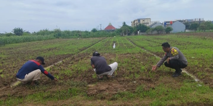 Połsek Klari Gaungkan Swasembada Pangan, Lakukan Pemupukan Tanaman Jagung