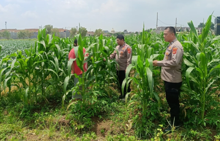 Bentuk Dukungan Polsek Klari Terhadap Program Swasembada Pangan Nasional, Personil Cek Pertumbuhan Tanaman Jagung