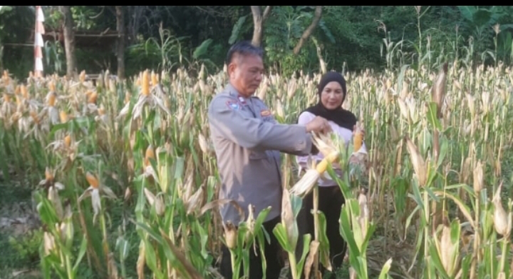 Kapolsek Telukjambe Barat Cek Tanaman Jagung Hibrida Periode April 2026 di Desa Karangmulya