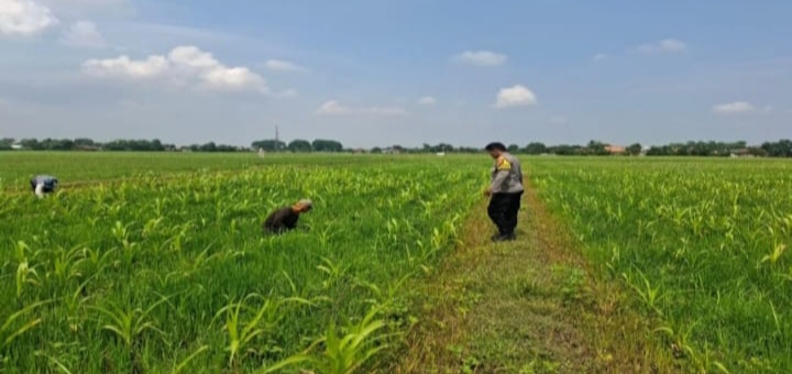 Bukti Nyata Dukung Swasembada Pangan Nasional, Personil Polsek Jatisari bersama Poktan Lakukan Pemberian Pupuk Tanaman Jagung