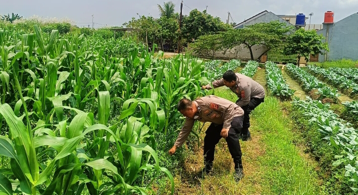 Kontribusi Nyata Polsek Klari Terhadap Peningkatan Serta Memperkuat Ketahanan Pangan
