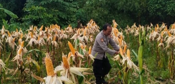 Pastikan Tumbuh Dalam Keadaan Bagus, Personil Polsek Jatisari Cek Pertumbuhan Tanaman Jagung