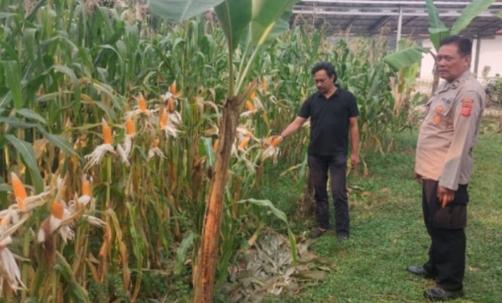 Perkuat Ketahanan Pangan, Polsek Telukjambe Barat Lakukan Perawatan Pertumbuhan Jagung Bersama Warga