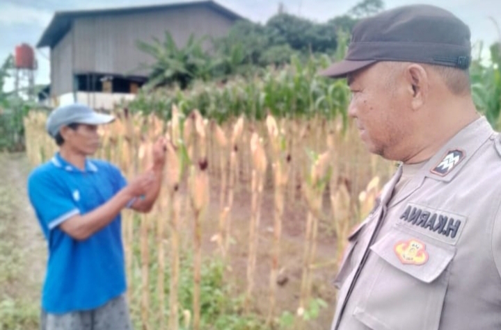 Dukung Swasembada Pangan, Personil Polsek Klari Kontrol Lahan Jagung Pastikan Tumbuh Dengan Baik