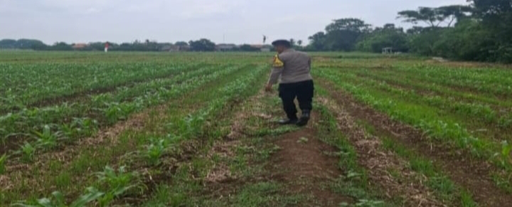Fokus Ketahanan Pangan, Kolaborasi Polsek Jatisari bersama Poktan Lakukan Pemberian Pupuk Tanaman Jagung
