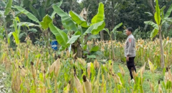 Pastikan Tumbuh Dengan Baik, Personil Połsek Telukjambe Barat Kontrol Pertumbuhan Tanaman Jagung