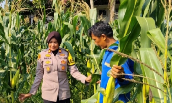 Dukungan Swasembada Pangan Nasional, Kapolsek Telukjambe Barat Cek Tanaman Jagung
