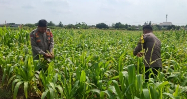 Tinjau Tanaman Jagung, Bukti Polsek Klari Fokus Dukung Program Swasembada Pangan Nadional