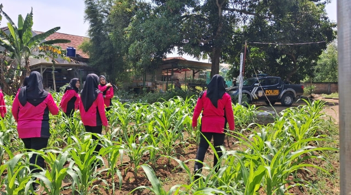 Personil Polsek Telagasari Bersama Bhayangkari Laksanakan Penanaman dan Perawatan Tanaman Jagung, Dukung Swasembada Pangan Nasional