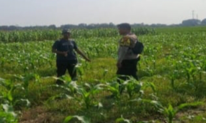 Sinergi Polsek Jatisari Dengan Masyarakat Sukseskan Program Swasembada Pangan Nasional