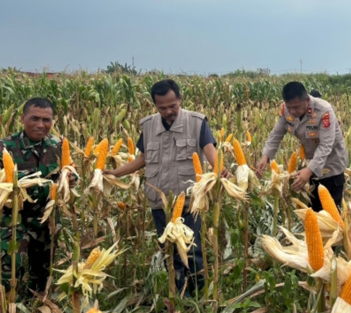 Kolaborasi Kapolsek Klari, Danramil dan Camat Klari, Wujudkan Program Swasembada Pangan Nasional di Lahan Perum Bumi Kosambi Baru