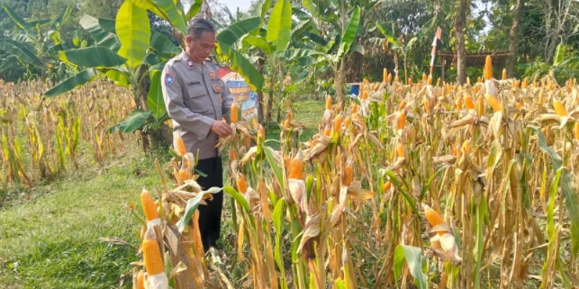 Personil Połsek Telukjambe Barat Lakukan Pengecekan Pertumbuhan Tanaman Jagung