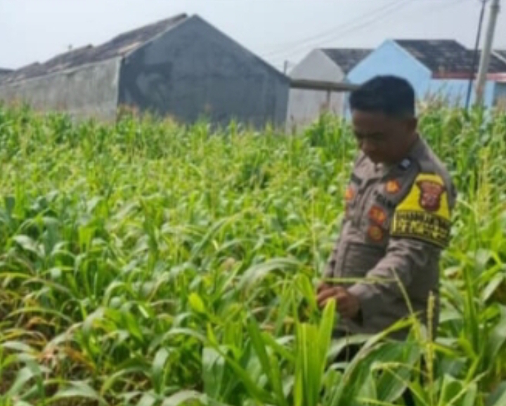 Bentuk Dukungan Polsek Klari Terhadap Program Ketahanan Pangan Nasional