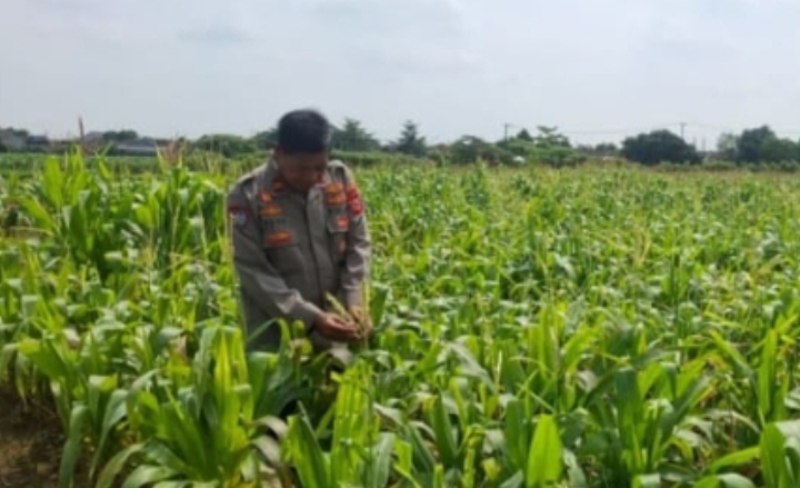 Panit Binmas Polsek Klari Tinjau Pertumbuhan Tanaman Jagung