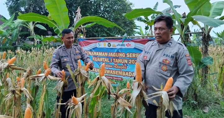 Bentuk Dukungan Polri Terhadap Program Pemerintah, Polsek Telukjambe Barat Cek Kondisi Pertumbuhan Jagung