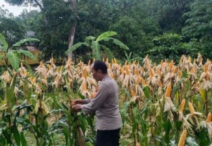 Personil Polsek Jatisari Cek Pertumbuhan Tanaman Jagung