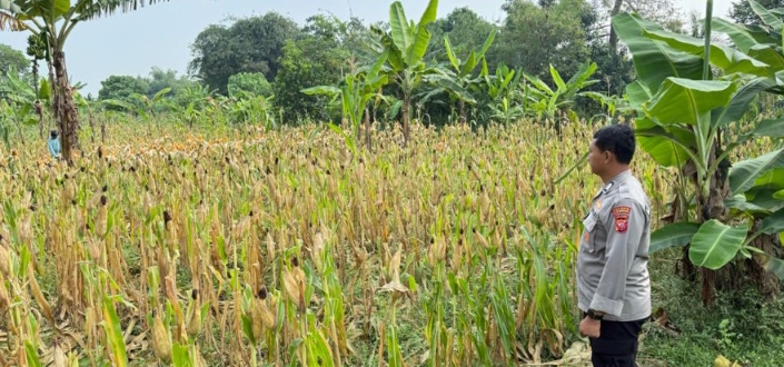 Cek Pertumbuhan Tanaman Jagung, Bentuk Komitmen Polsek Telukjambe Barat Mendukung Program Swasembada Pangan Nasional