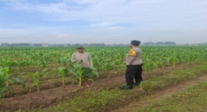Komitmen Polsek Jatisari Untuk Mewujudkan Program Swasembada Pangan, Rutin Cek Pertumbuhan Tanaman Jagung