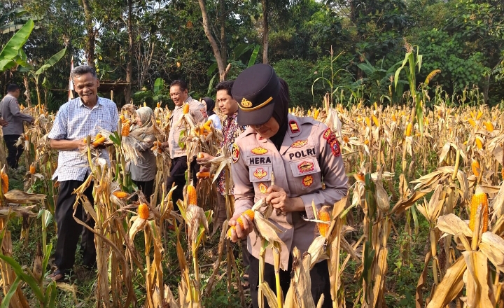 Polsek Telukjambe Barat Bersama Muspika Gelar Panen Raya Jagung Serentak Kuartal II Tahun 2026