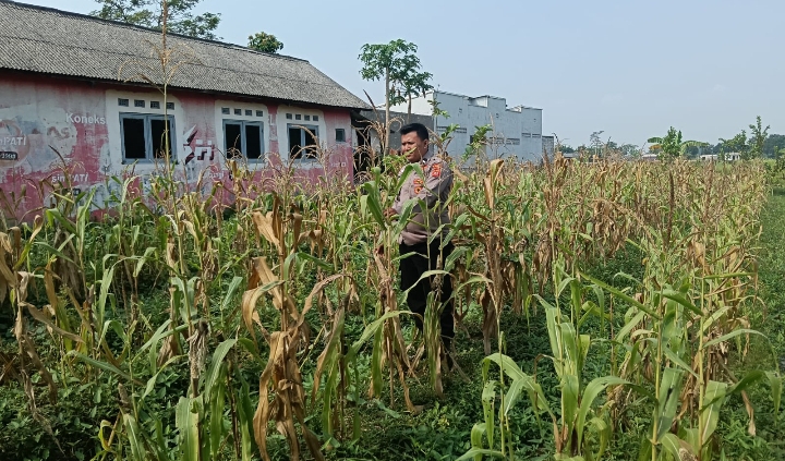 Personil Polsek Telagasari Cek Kondisi Tanaman Jagung Dukung Swasembada Pangan Nasional