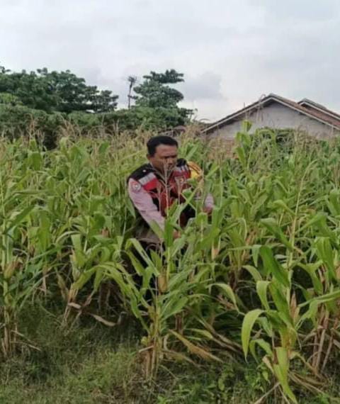 Anggota Personel Polsek Banyusari Melakukan Monitoring Pemeriksaan Kondisi Tanaman Jagung di Lahan Mapolsek Banyusari