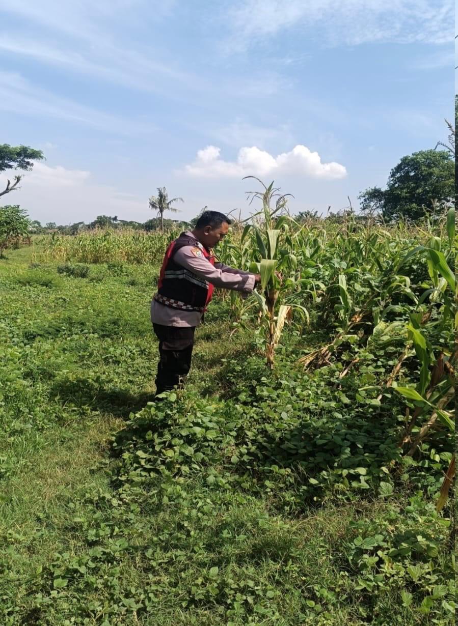 Anggota Personel Polsek Banyusari Melakukan Monitoring Pemeriksaan Kondisi Tanaman Jagung di Lahan Mapolsek Banyusari