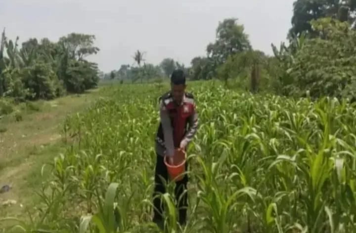Anggota Personel Polsek Banyusari Melakukan Monitoring Pemeriksaan Kondisi Tanaman Jagung di Lahan Mapolsek Banyusari