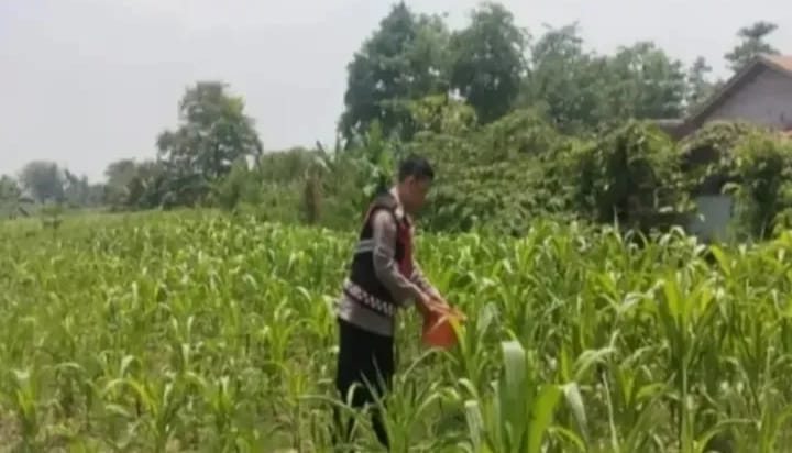 Anggota Personel Polsek Banyusari Melakukan Monitoring Pemeriksaan Kondisi Tanaman Jagung di Lahan Mapolsek Banyusari