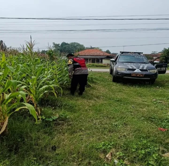Anggota Personel Polsek Banyusari Melakukan Monitoring Pemeriksaan Kondisi Tanaman Jagung di Lahan Mapolsek Banyusari