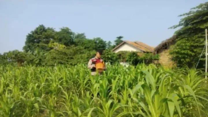 Anggota Personel Polsek Banyusari Melakukan Monitoring Pemeriksaan Kondisi Tanaman Jagung di Lahan Mapolsek Banyusari