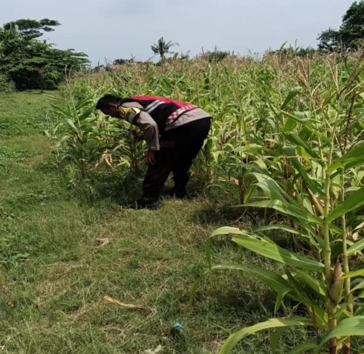 Anggota Personel Polsek Banyusari Melakukan Monitoring Pemeriksaan Kondisi Tanaman Jagung di Lahan Mapolsek Banyusari