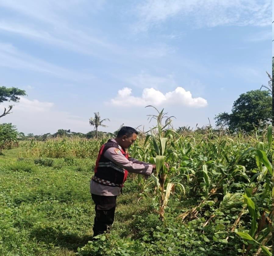 Anggota Personel Polsek Banyusari Melakukan Monitoring Pemeriksaan Kondisi Tanaman Jagung di Lahan Mapolsek Banyusari