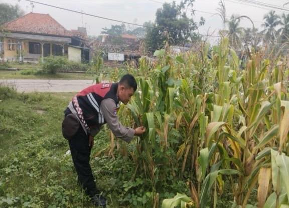 Anggota Personel Polsek Banyusari Melakukan Monitoring Pemeriksaan Kondisi Tanaman Jagung di Lahan Mapolsek Banyusari