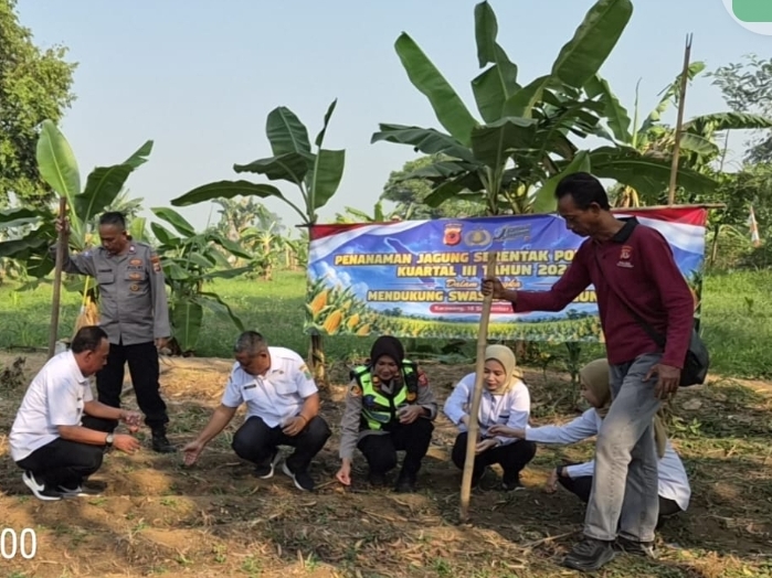 Dukung Swasembada Pangan, Polsek Telukjambe Barat Kembali Tanam Jagung Hibrida Kuartal II 2026